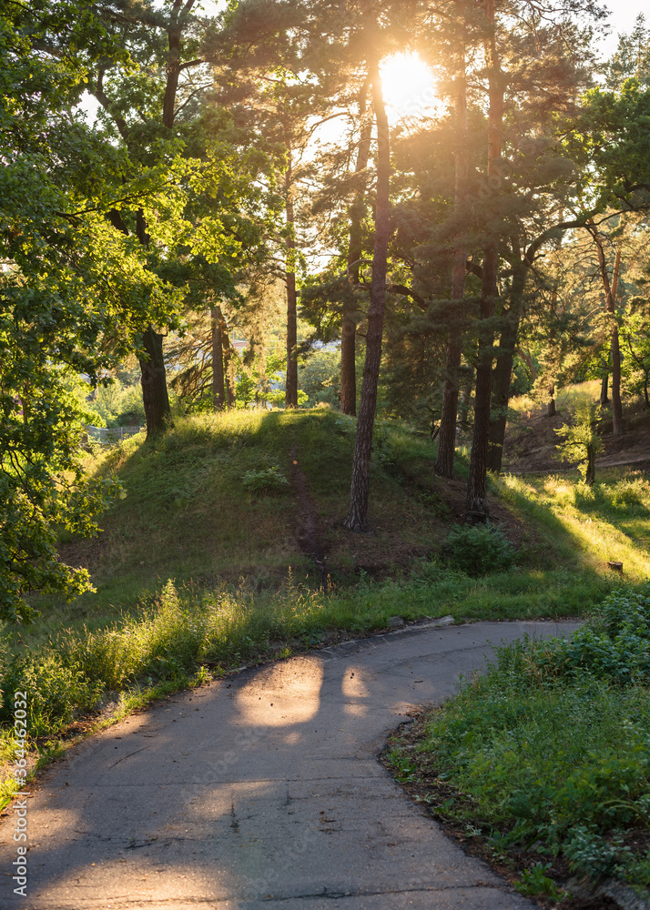 Obraz premium Beautiful summer forest landscape. Pine forest in the sun. Sun rays passing through the branches of trees at sunset