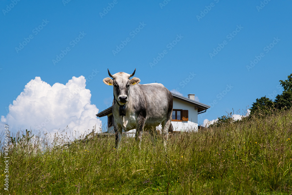 Mucca al pascolo vicino Brentonico