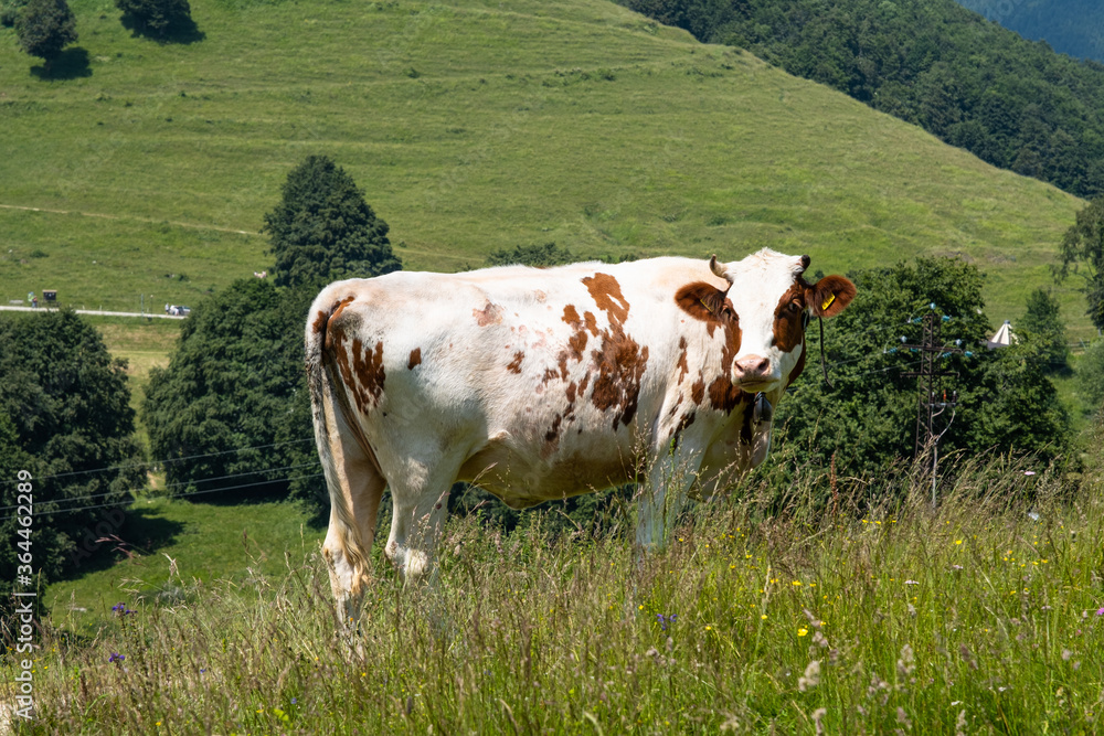 Mucca al pascolo vicino Brentonico