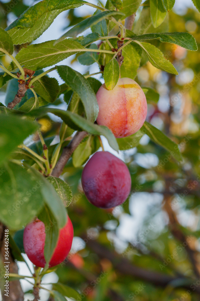 Ripening Plum on The Branch Close Up Ripening Plum on The Branch Close Up