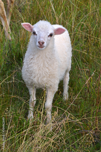 weißes Schaf