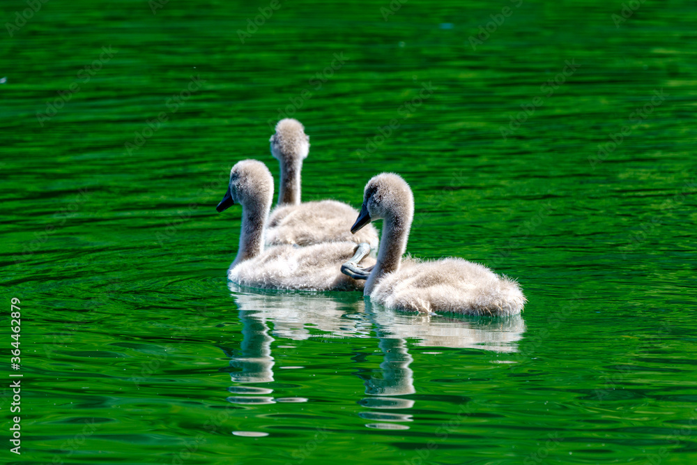 Swans on the Adda river at Imbersago Swans on the Adda river at Imbersago