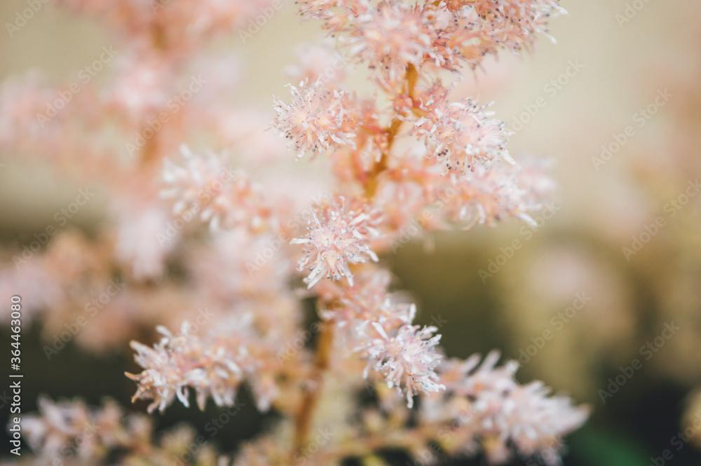pink flowers pink flowers