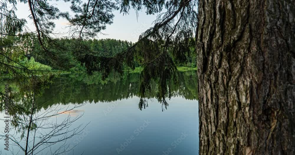 Green Forest. Pine Trees. Camera movement inside the forest. Wonderful green forest over the lake in summer. Camera movement to the right, time lapse 4k. Hyperlapse. Green Forest. Pine Trees. Camera movement inside the forest. Wonderful green forest over the lake in summer. Camera movement to the right, time lapse 4k. Hyperlapse.