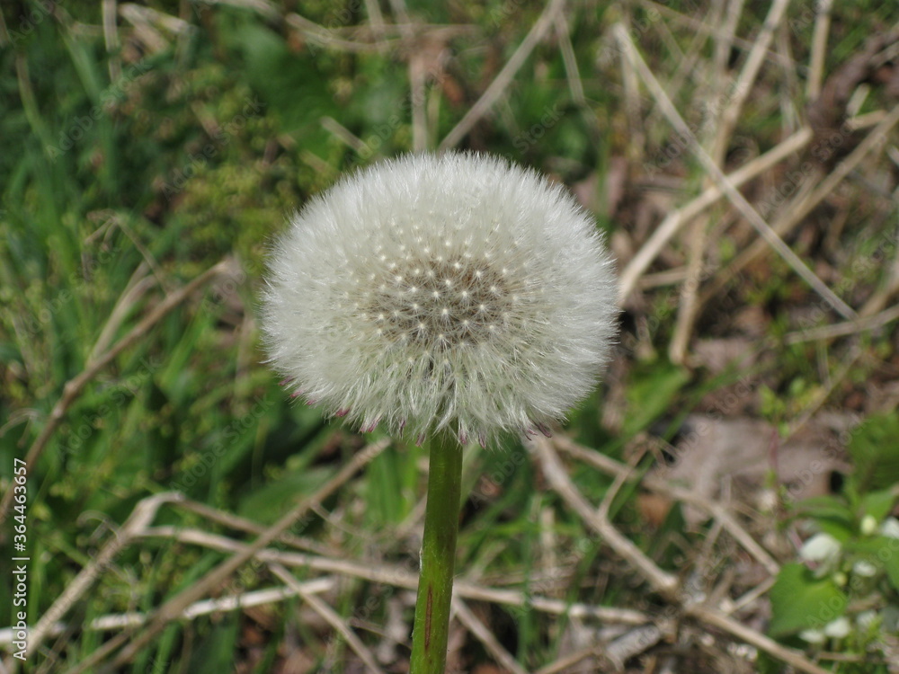 Pusteblume in voller Pracht, frisch aufgeblüht, unbeschädigt Pusteblume in voller Pracht, frisch aufgeblüht, unbeschädigt