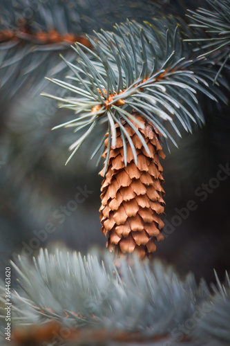 close up of pine needles cones