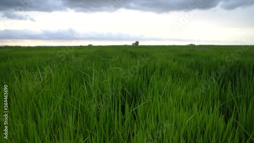 Green Rice fields in a cloudy day. Countryside landscape. El palmar, Valencia, Spain