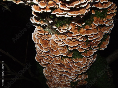 Fungus growing in tree