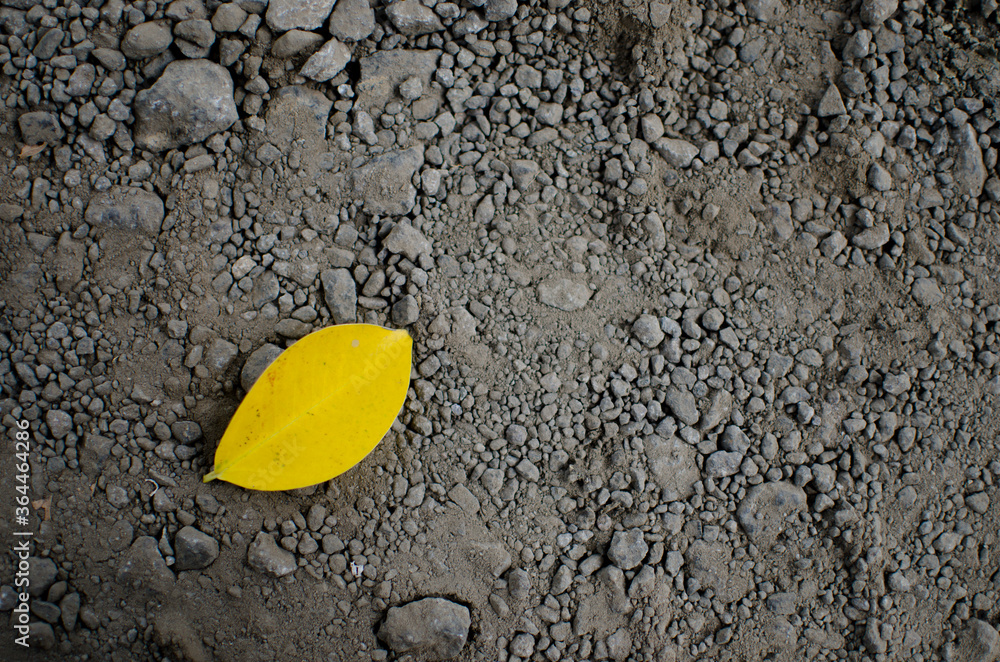 yellow leaf on gravel yellow leaf on gravel