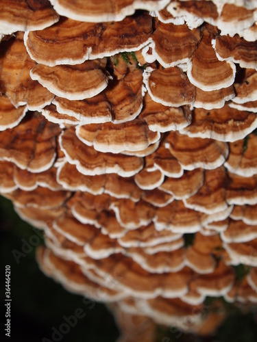 fungus growing in tree trunk