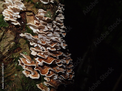 fungus growing in tree trunk