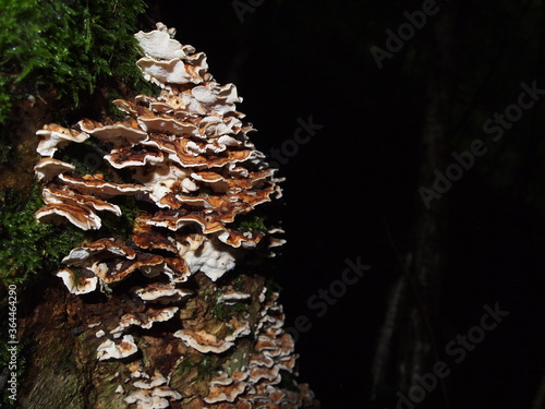 fungus growing in tree trunk