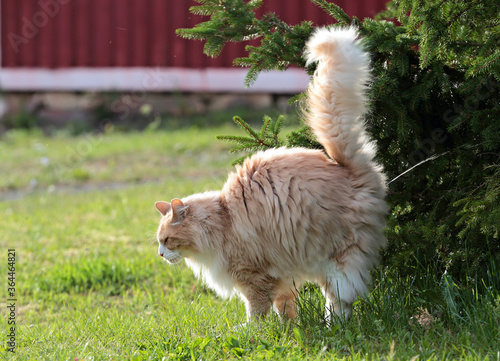 Photography A norwegian forest cat male marking its territory