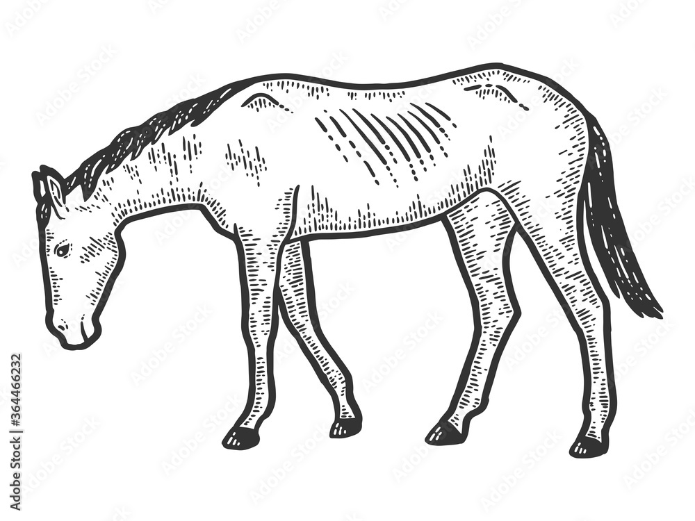 Thin and exhausted horse. Sketch scratch board imitation. Black and white. Thin and exhausted horse. Sketch scratch board imitation. Black and white.