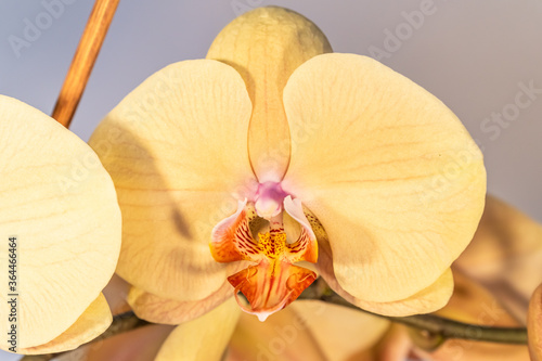 Homemade flowers. Beautiful blooming Phalaenopsis yellow and Golden close-up at home.