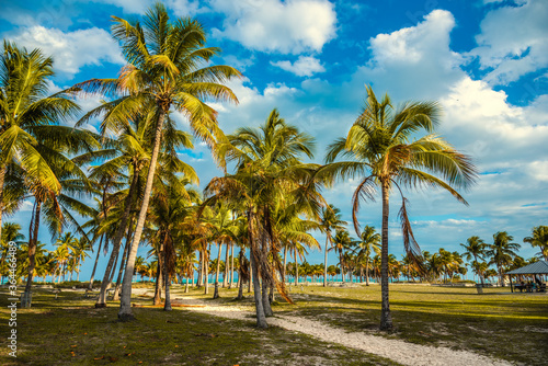 Coconut palm trees in Crandon Park at sunset