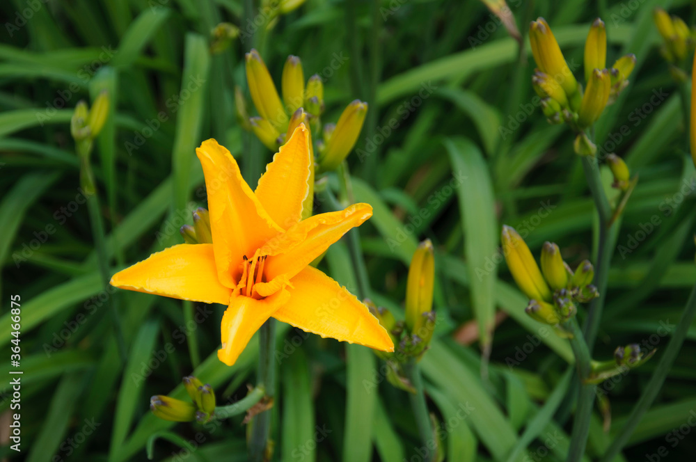 Obraz premium Gelbe Taglilie