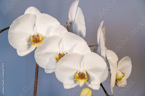 Fototapeta Naklejka Na Ścianę i Meble -  Homemade flowers. Beautiful white blooming Phalaenopsis close-up at home.