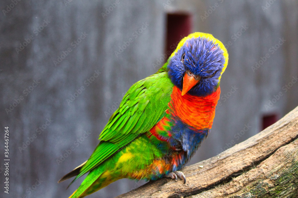 Naklejka premium rainbow lorikeet on a branch