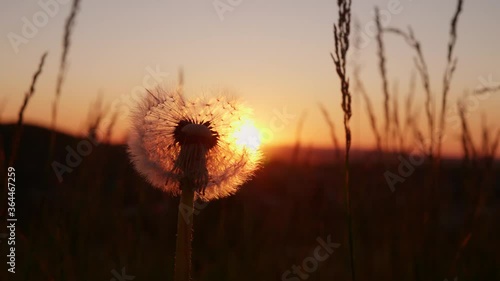 Golden sun rays pass through the parachute ball seedhead. A white fluffy dandelion with seeds swaying in the wind at sunset.