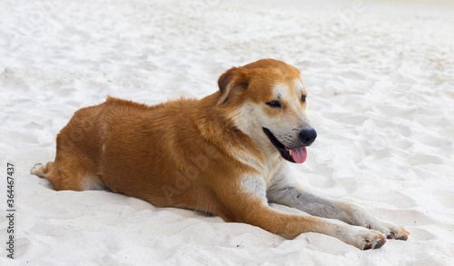 A young brown dog on a white sand beach in the morning of summer