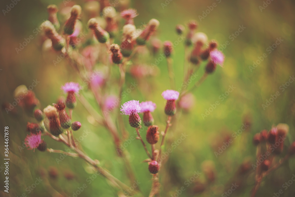 On a bush of wild thistles growing among green grass, many buds and pink flowers grow in the summer. On a bush of wild thistles growing among green grass, many buds and pink flowers grow in the summer.