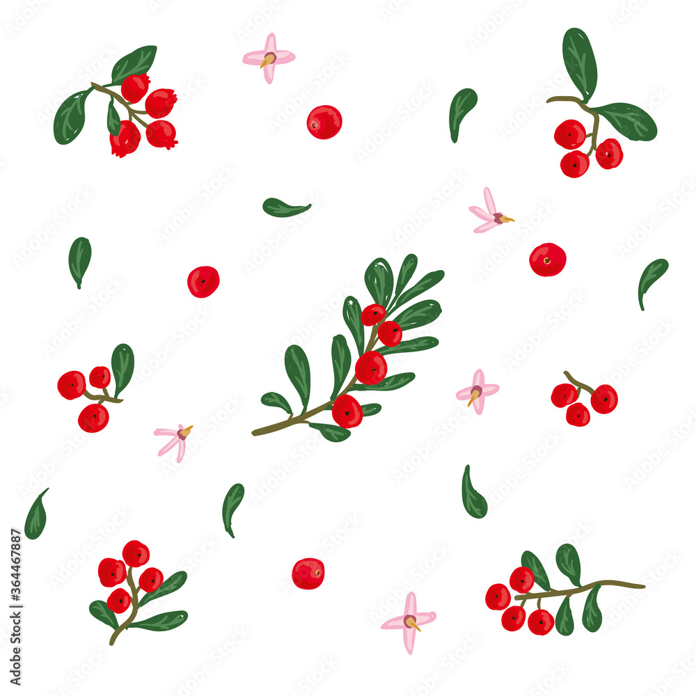 Cranberry vector illustration set. Cowberry, bearberry hand drawn illustration collection. Red berry, flowers, leaves design template Cranberry vector illustration set. Cowberry, bearberry hand drawn illustration collection. Red berry, flowers, leaves design template