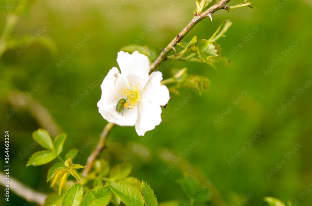 close up of a white flower close up of a white flower