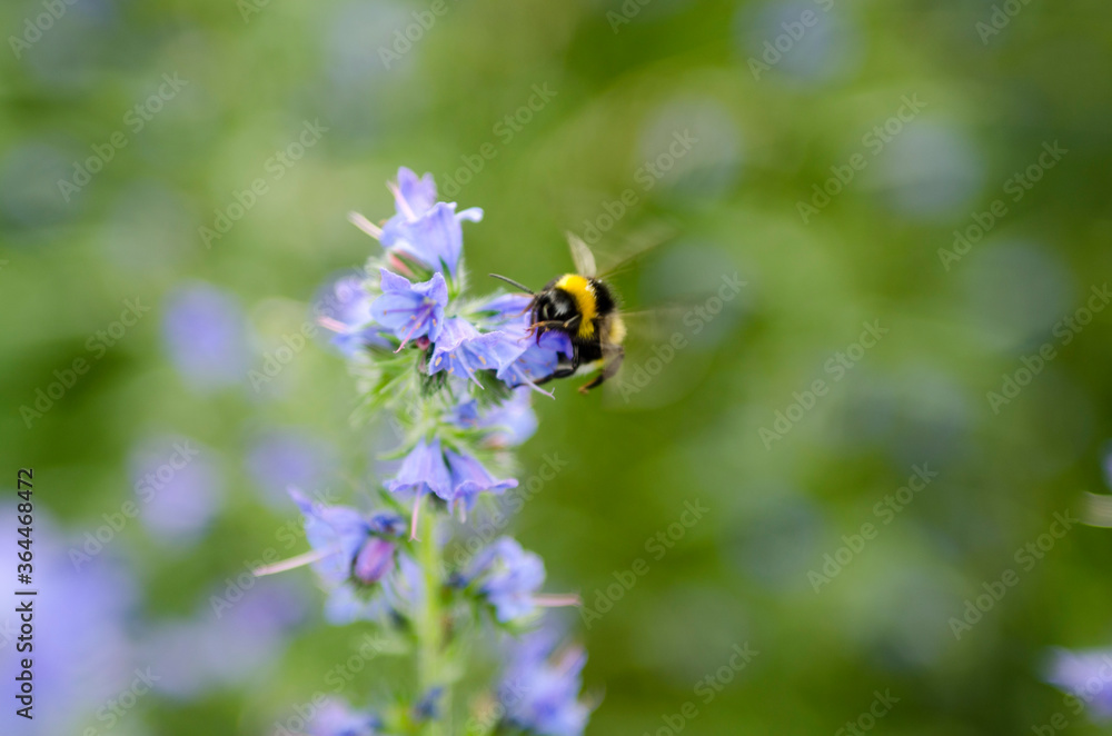 bumble-bee on a flower bumble-bee on a flower