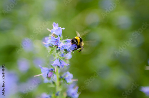 bumble-bee on a flower