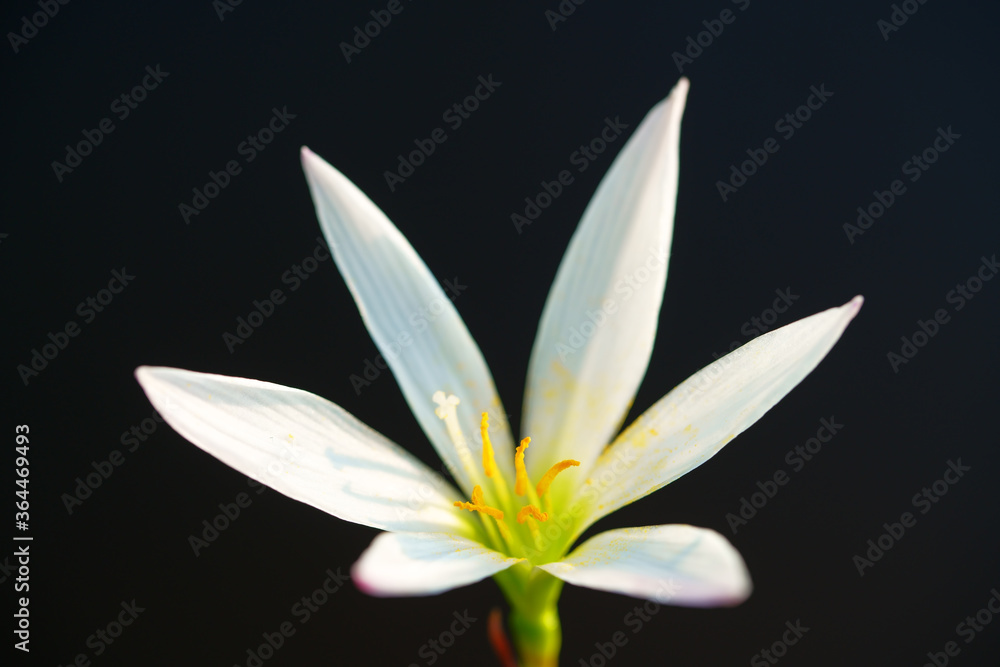 close up of beautiful white rain lily flower close up of beautiful white rain lily flower