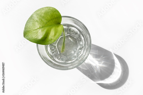 A leaf of a Monstera plant stands in a glass cup on a white background with hard shadows. The concept of minimalism.