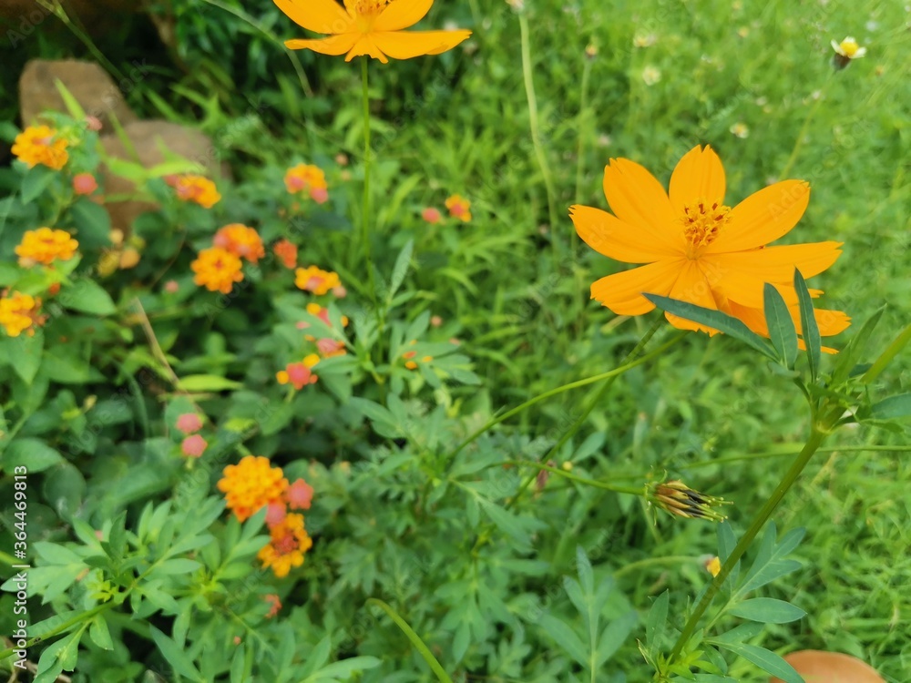orange flower in the garden orange flower in the garden