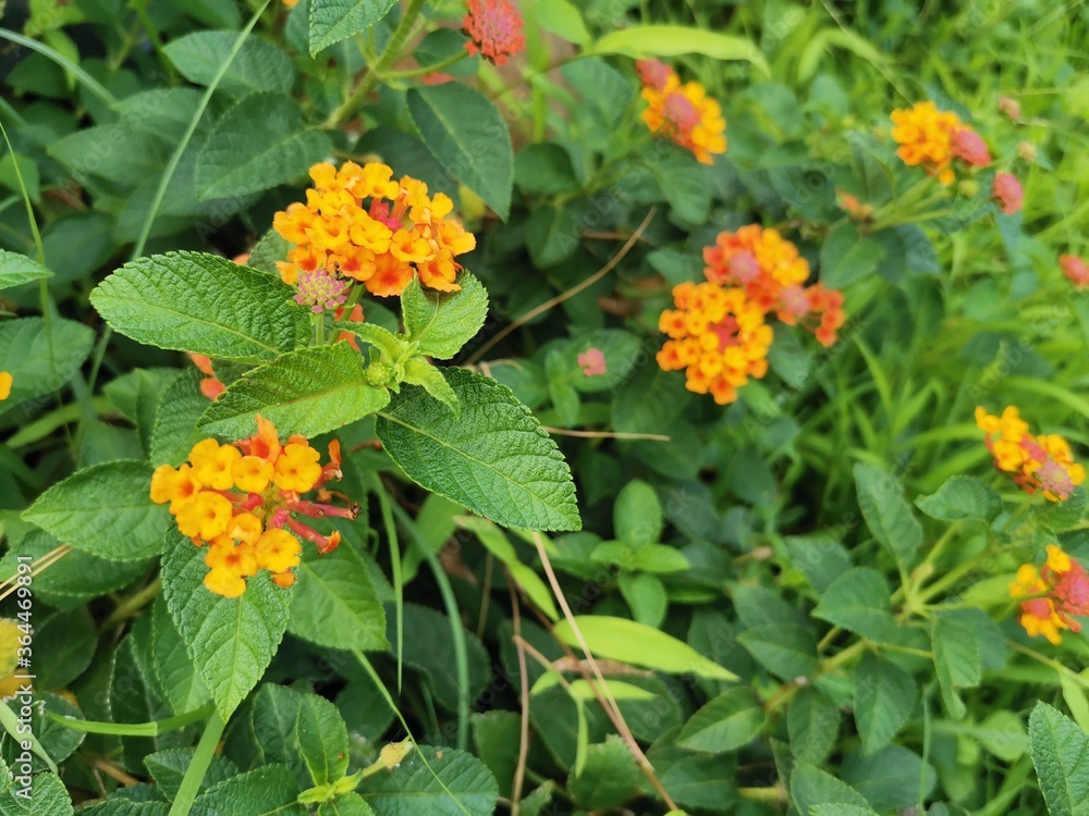 orange flower in the garden orange flower in the garden