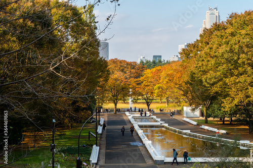 Tokyo, Japan. Autumn view of Yoyogi Park in Tokyo, with colorful autumn trees, pond, people walking and Tokyo skyline in the background, sunny day. 
