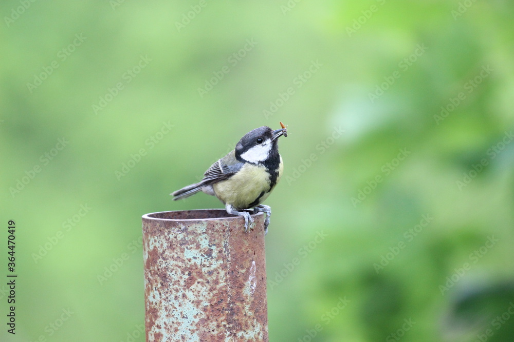 Naklejka premium Kohlmeise Blaumeise Wildvogel bei der Fütterung mit Wurm, 