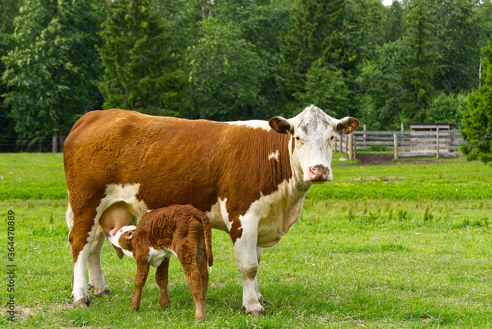 calf drinking milkfrom mother. Cow with newborn calf on green grass of meadow. calf drinking milkfrom mother. Cow with newborn calf on green grass of meadow.