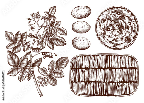 Hand-drawn Potato dishes illustration. Potato gratin, mashed potato sketches. Agricultural plant drawing with tubers, leaves, and flowers. 