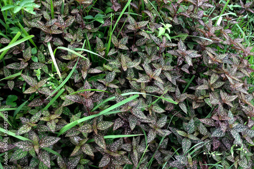 A collection of beautiful flower striped leaf in Nepal