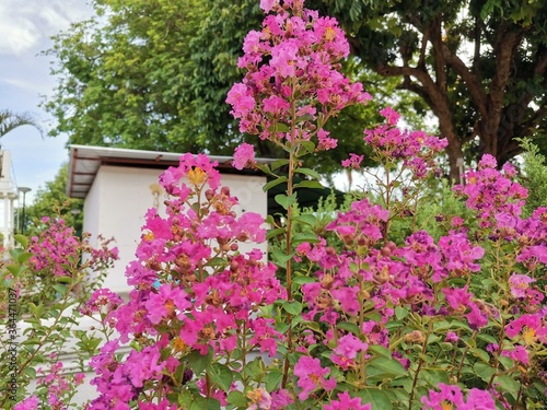 pink flowers in the garden