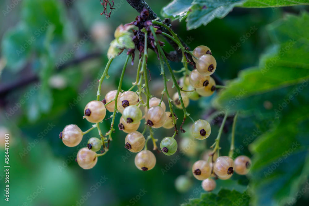White currants growing on a bush in the garden