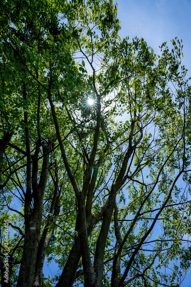 Fototapeta premium 夏の木漏れ日