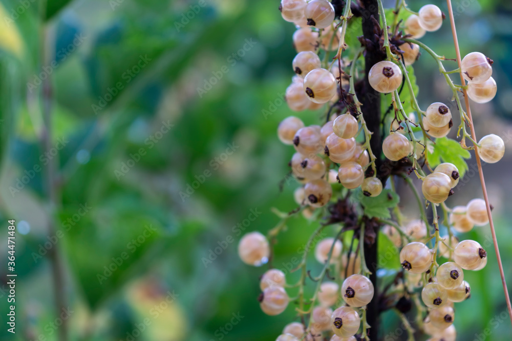 White currants growing on a bush in the garden