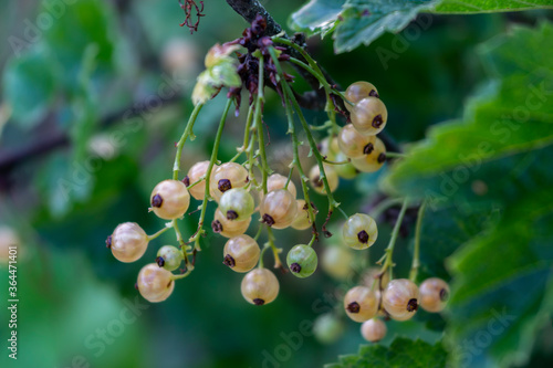Obraz na płótnie White currants growing on a bush in the garden w salonie