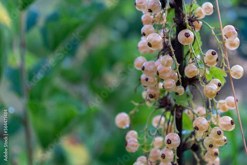 Obraz na płótnie White currants growing on a bush in the garden w salonie