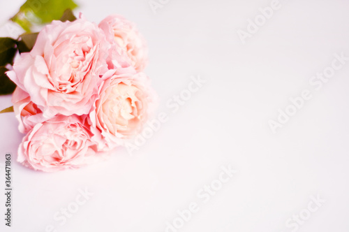 Pink roses peony juliet on a pink background. Place for text, top view.