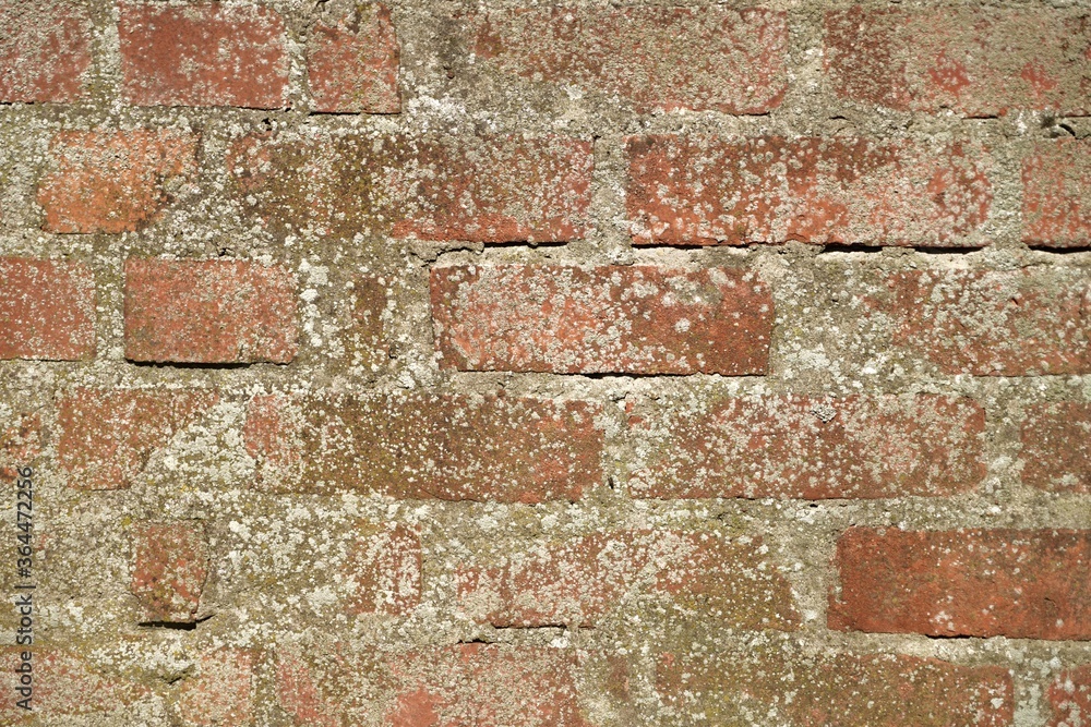 Obraz premium structure - old weathered brick wall mossy