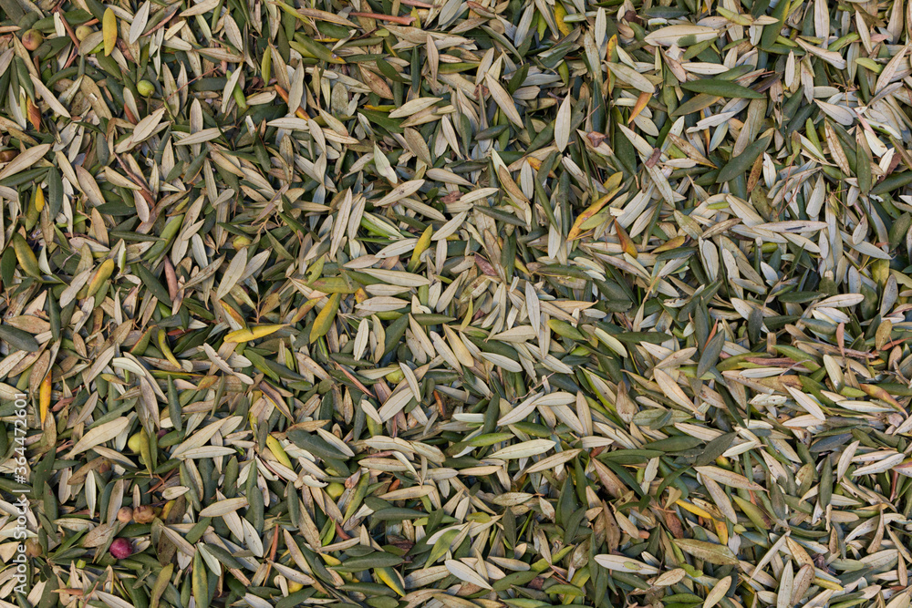 Stock photo of a pile of olive leaves forming a textured background Stock photo of a pile of olive leaves forming a textured background