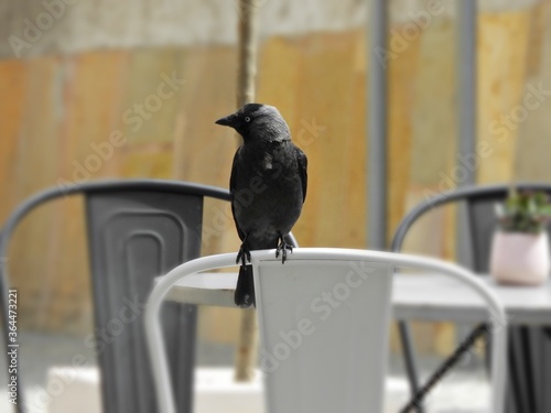 crow on the street