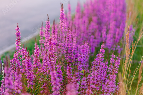 Background image of purple crimson flowers  lupine flower field with beautiful bokeh